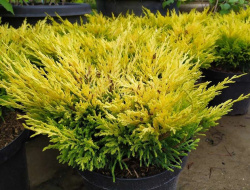 Lime_Glow-2.jpg@webp