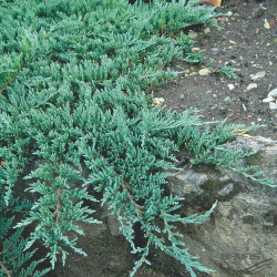 glauca.jpeg@webp