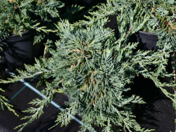 glauca.jpg@webp